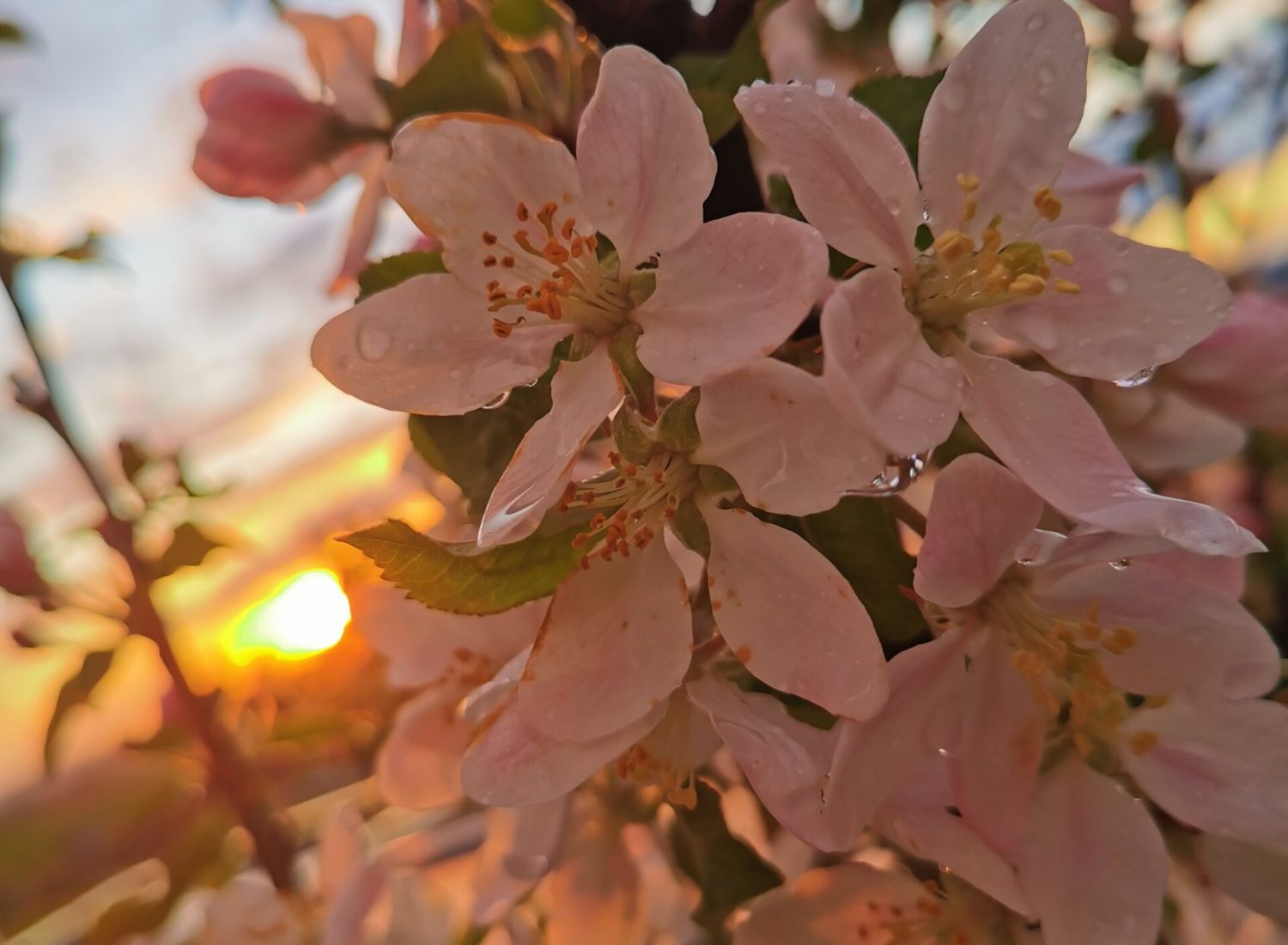 Blumen